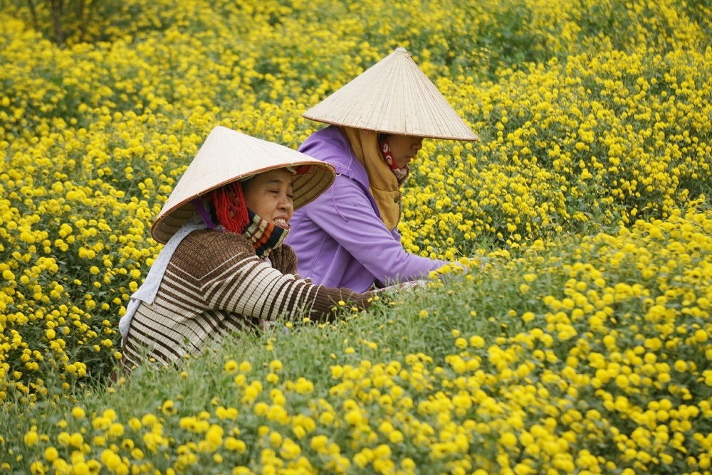 ngam canh dong hoa cuc trai tham vang tren dat hung yen