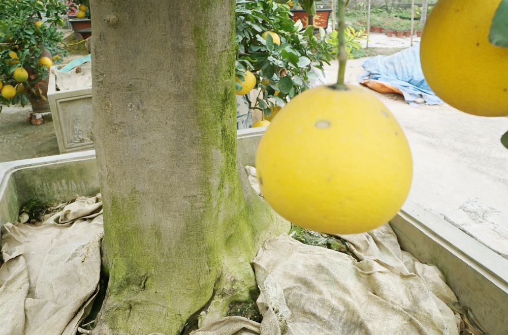 man nhan voi ong buoi gan 50 tuoi 300 qua gia tram trieu choi tet mau tuat