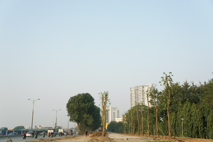 duong pham van dong co hang cay moi thay the xa cu co thu bi di chuyen chat ha