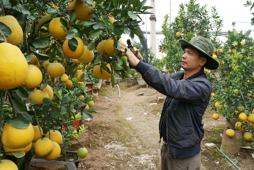 kham pha nhung vuon buoi dai gia choi tet mau tuat o hung yen