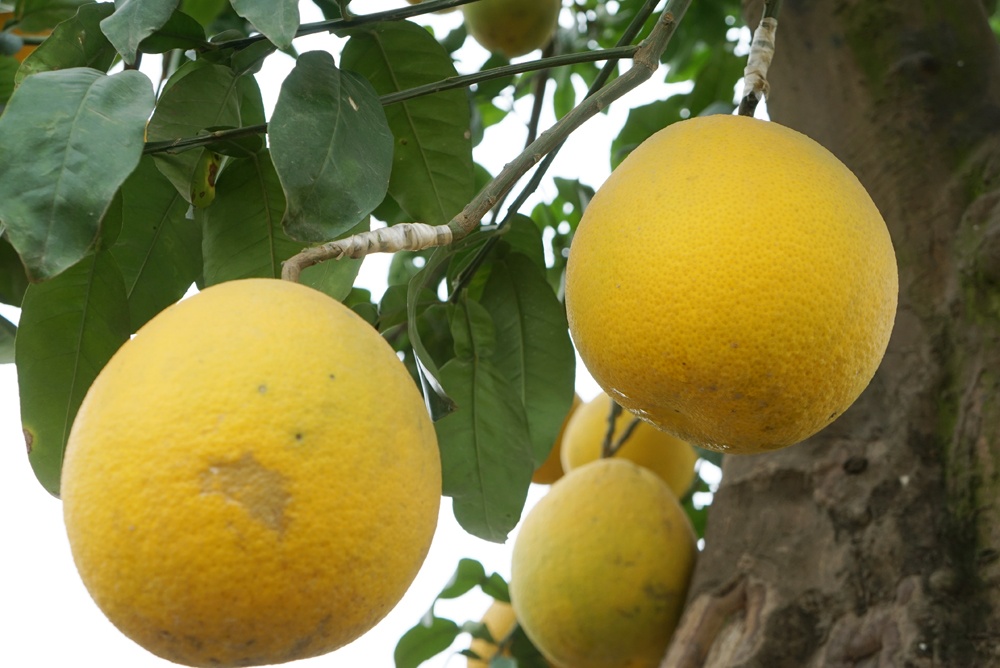 kham pha nhung vuon buoi dai gia choi tet mau tuat o hung yen