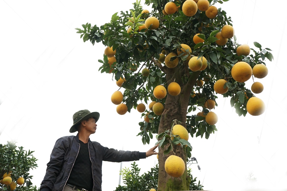 kham pha nhung vuon buoi dai gia choi tet mau tuat o hung yen