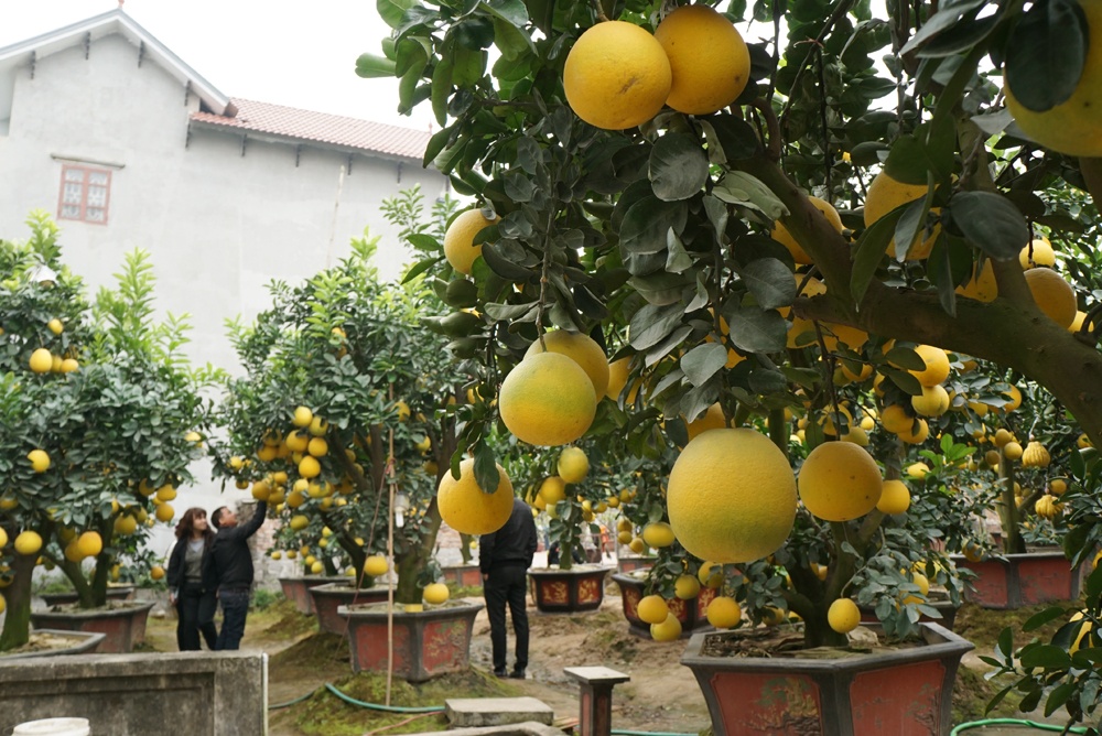 kham pha nhung vuon buoi dai gia choi tet mau tuat o hung yen