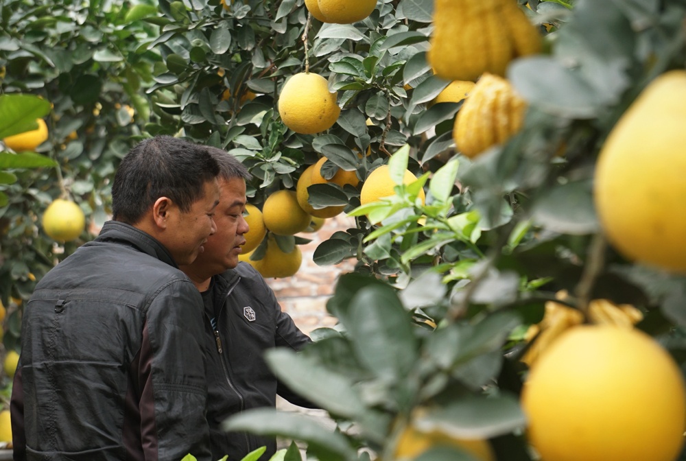 kham pha nhung vuon buoi dai gia choi tet mau tuat o hung yen