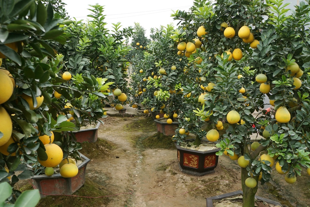 kham pha nhung vuon buoi dai gia choi tet mau tuat o hung yen