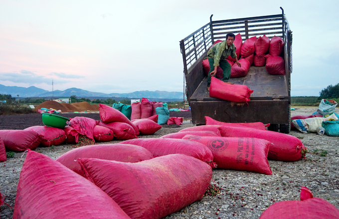 dung choi phoi ca phe tren san bay bo hoang o kon tum