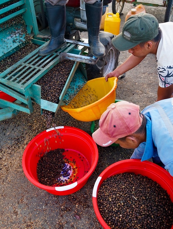 dung choi phoi ca phe tren san bay bo hoang o kon tum