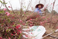 ha noi co ban phao hoa dip tet duong lich 2019 khong
