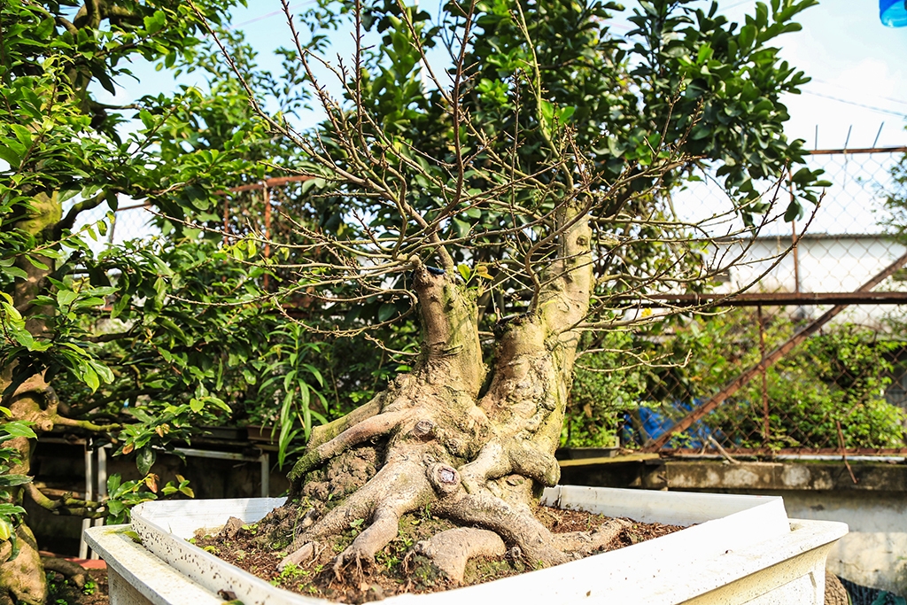 vuon mai tet tram tuoi tien ty tai sai gon