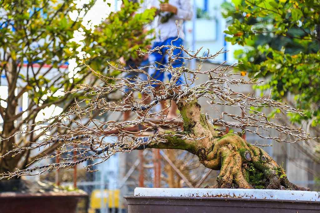 vuon mai tet tram tuoi tien ty tai sai gon