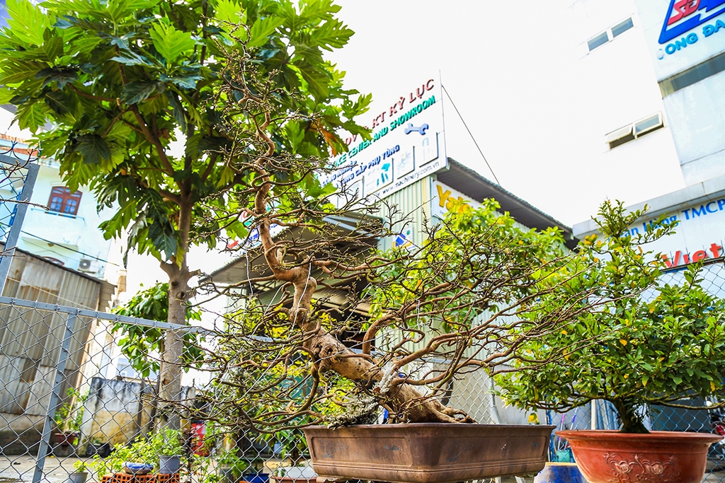 vuon mai tet tram tuoi tien ty tai sai gon