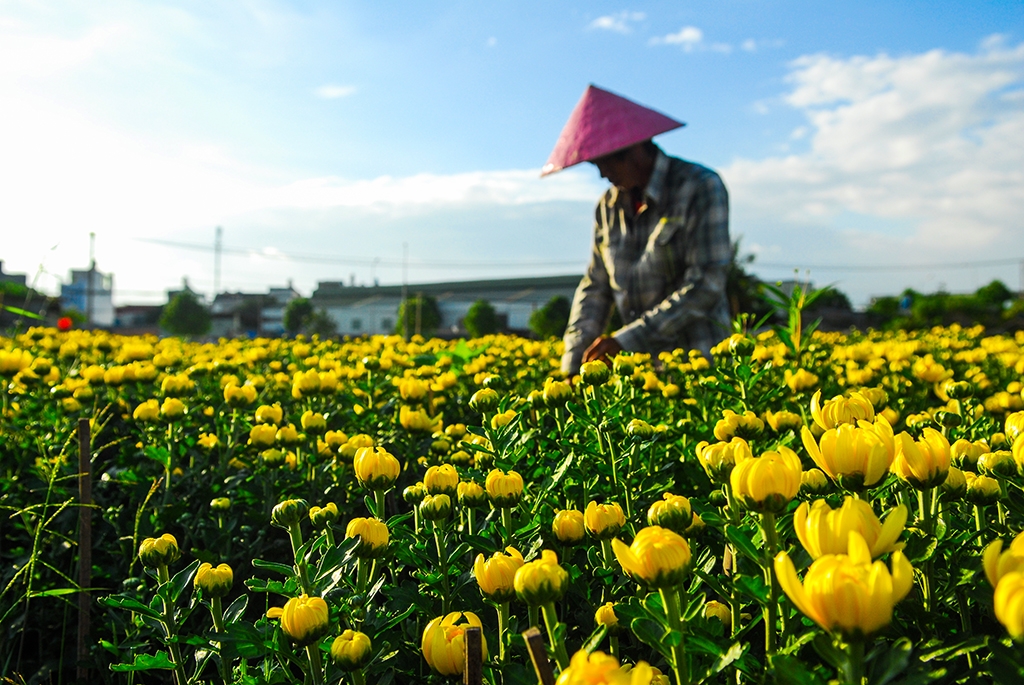 lang hoa ven sai gon khoe sac cho tet