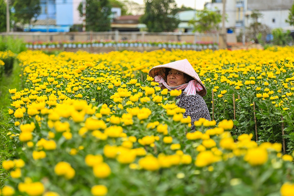 lang hoa ven sai gon khoe sac cho tet