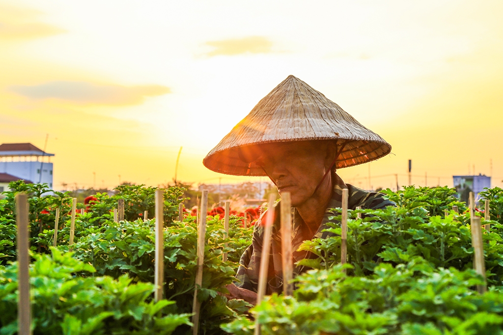 lang hoa ven sai gon khoe sac cho tet