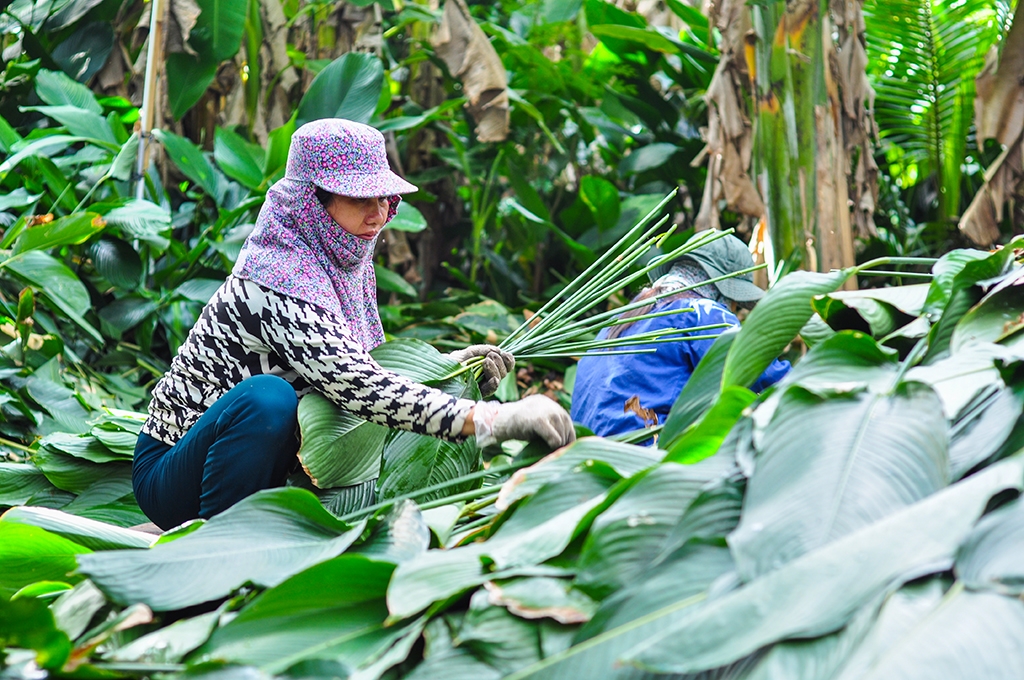 ca lang hoi ha di hai la dong cung cap cho viec goi banh chung tet