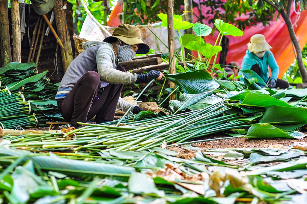 ca lang hoi ha di hai la dong cung cap cho viec goi banh chung tet