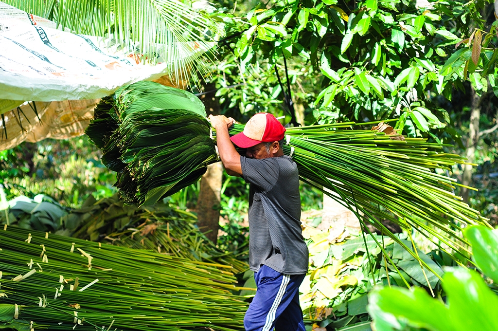 ca lang hoi ha di hai la dong cung cap cho viec goi banh chung tet