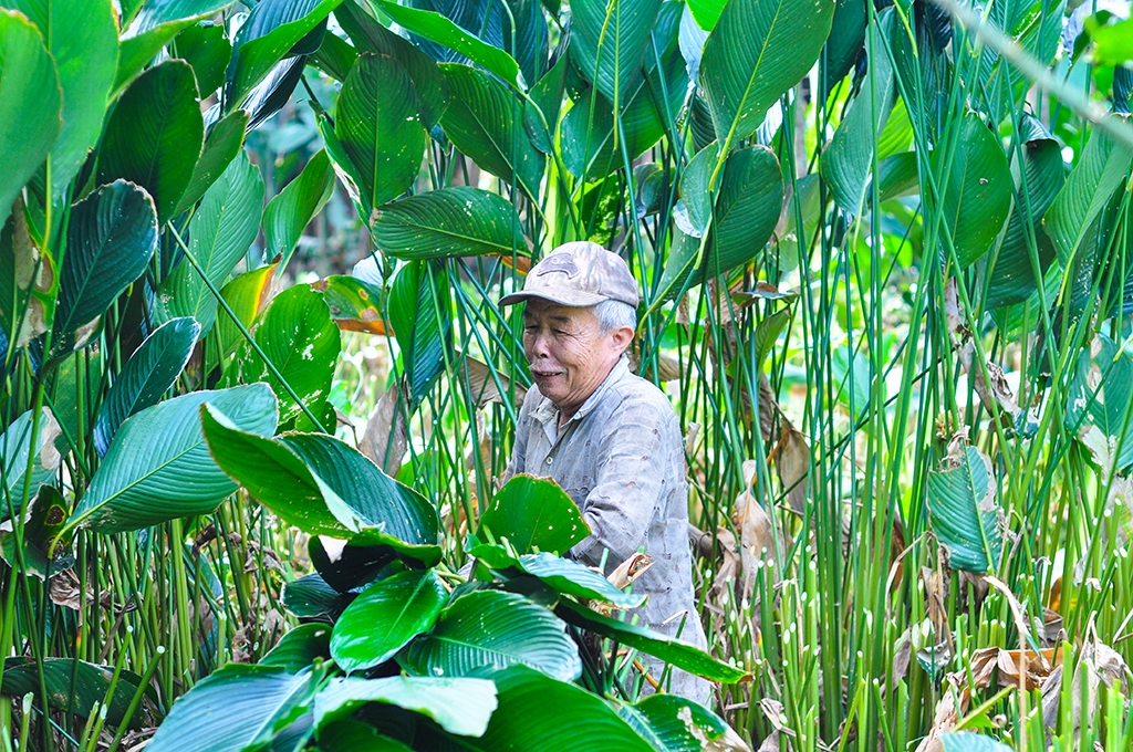 ca lang hoi ha di hai la dong cung cap cho viec goi banh chung tet