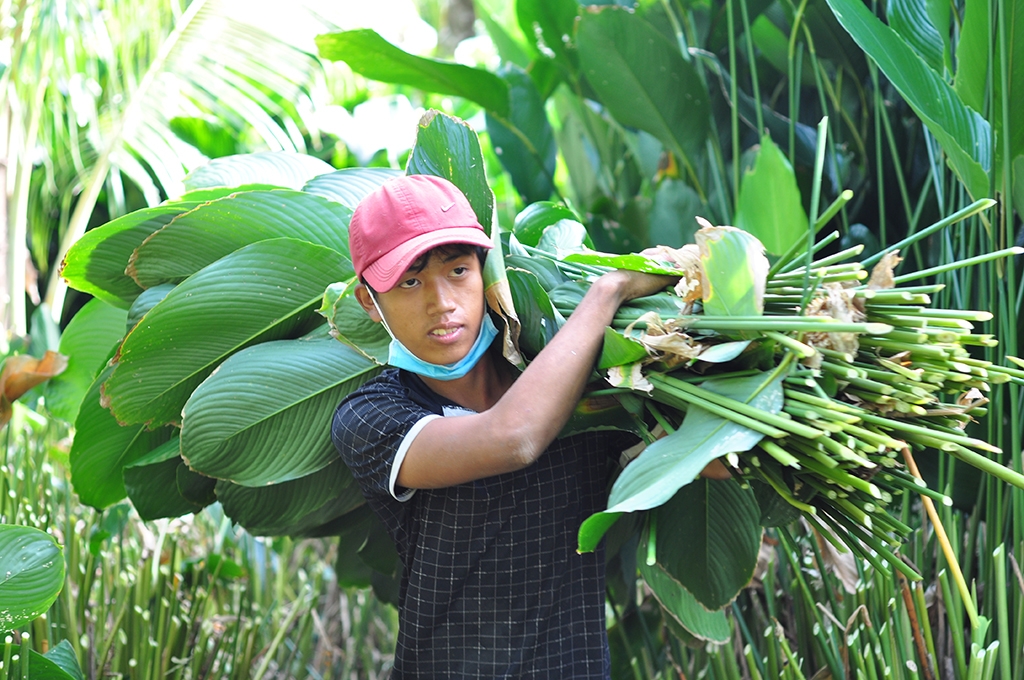 ca lang hoi ha di hai la dong cung cap cho viec goi banh chung tet