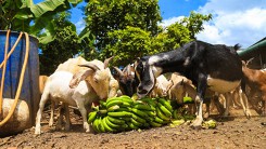 Thương lái Trung Quốc ngưng mua, chuối đổ cho dê ăn