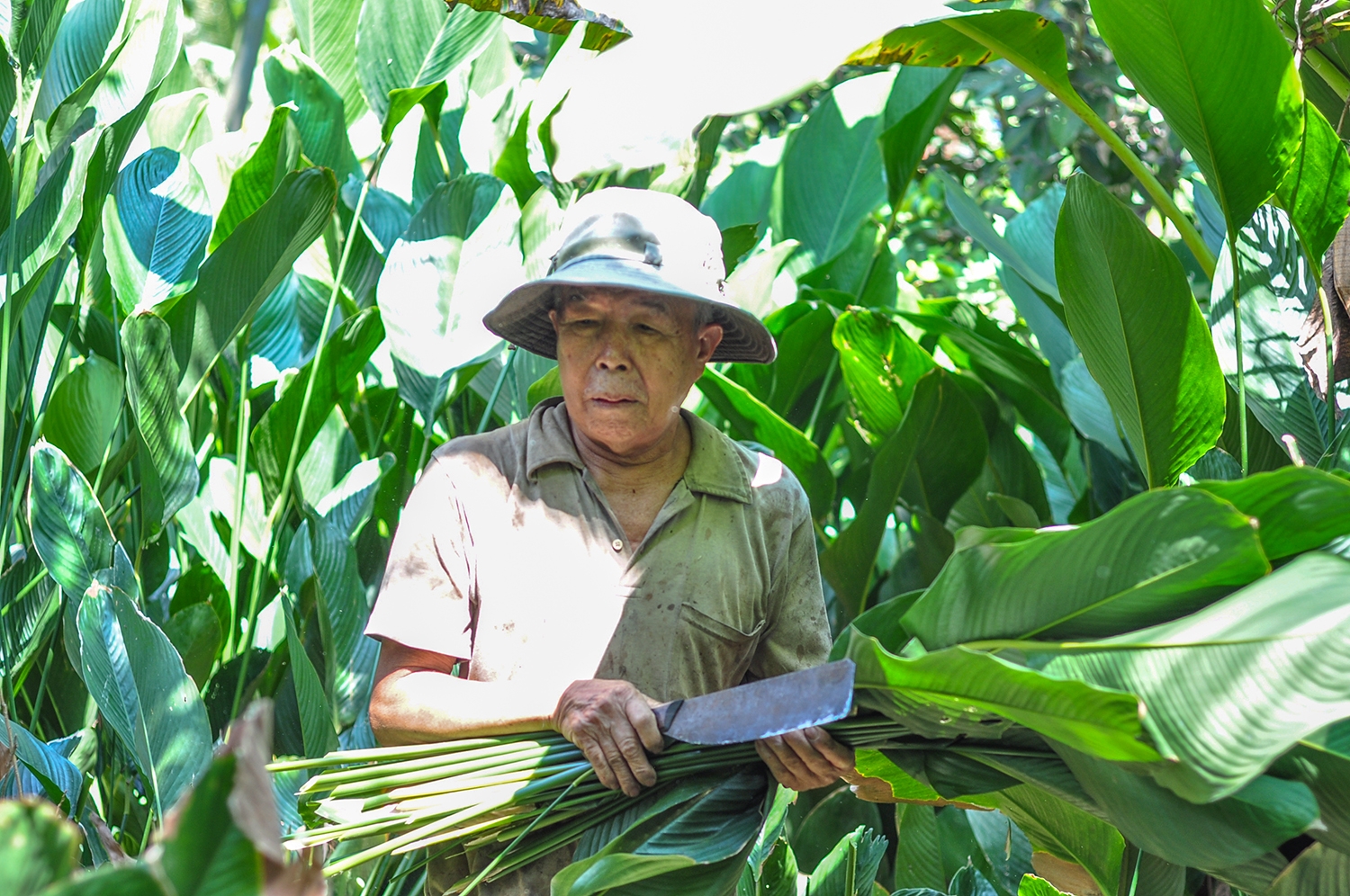 nha vuon vat va thue nguoi thu hoach la dong phuc vu thi truong tet