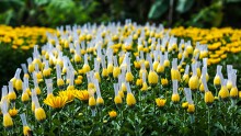 Làng hoa lớn nhất Đồng Nai chạy đua với Tết