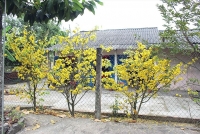 mai co thu choi tet duoc dat thue som