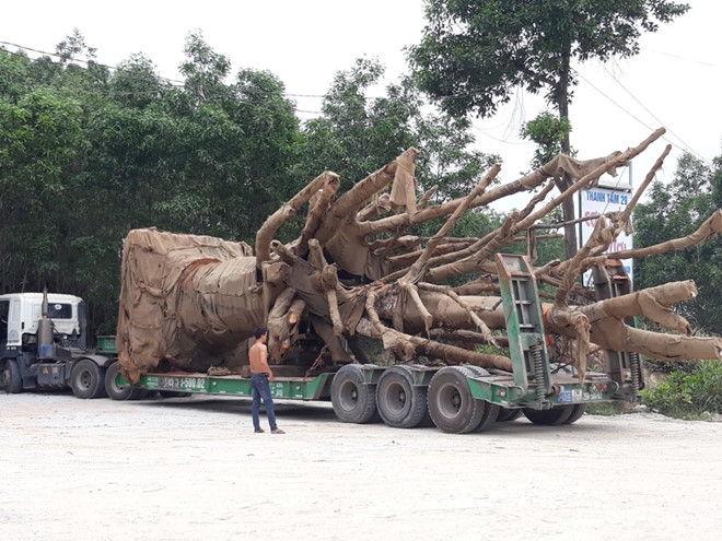cay da khung duoc cho khoi noi tam giu khi chua co giay phep