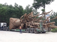 huyen bi chuyen cay da co cap xa tinh bao ve