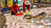 vu 1500 tan ca chet tren song la nga da xac dinh duoc nguyen nhan