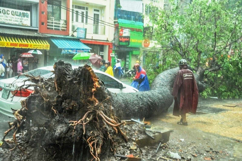 giai cuu nguoi dan ong bi cay co thu do de giua duong