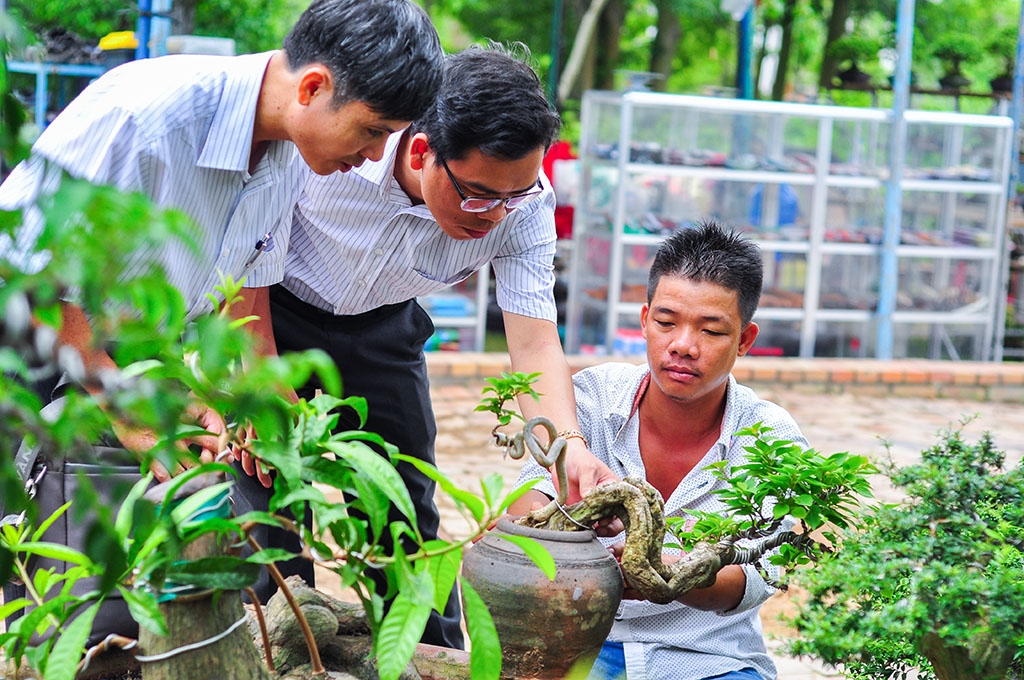 cay canh gia tien ti hoi tu ve cho phien sinh vat canh