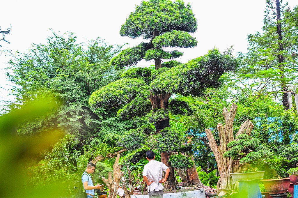 cay canh gia tien ti hoi tu ve cho phien sinh vat canh