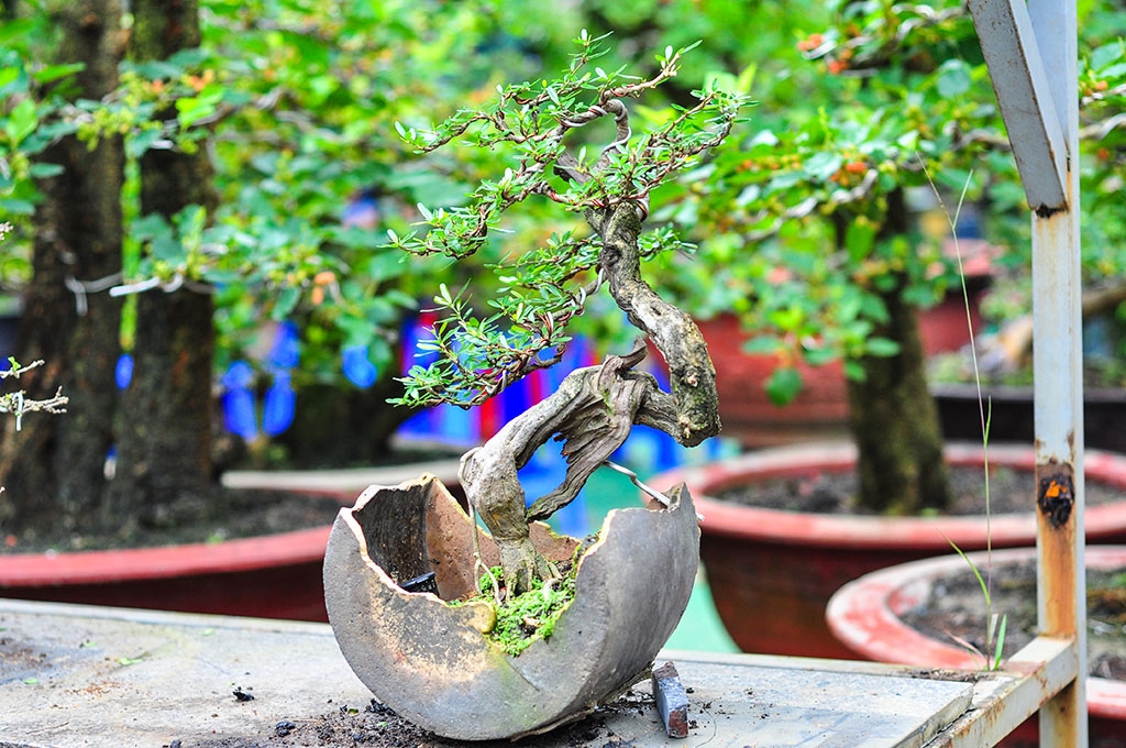 cay canh gia tien ti hoi tu ve cho phien sinh vat canh