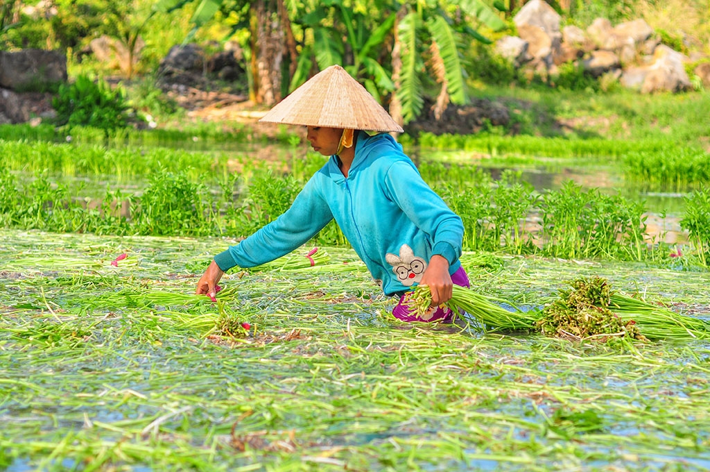 ngam minh duoi nuoc ca ngay hai rau thue muu sinh