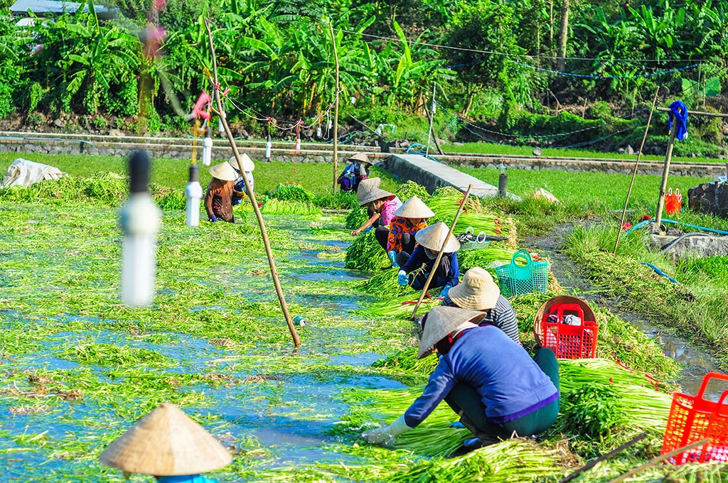 ngam minh duoi nuoc ca ngay hai rau thue muu sinh
