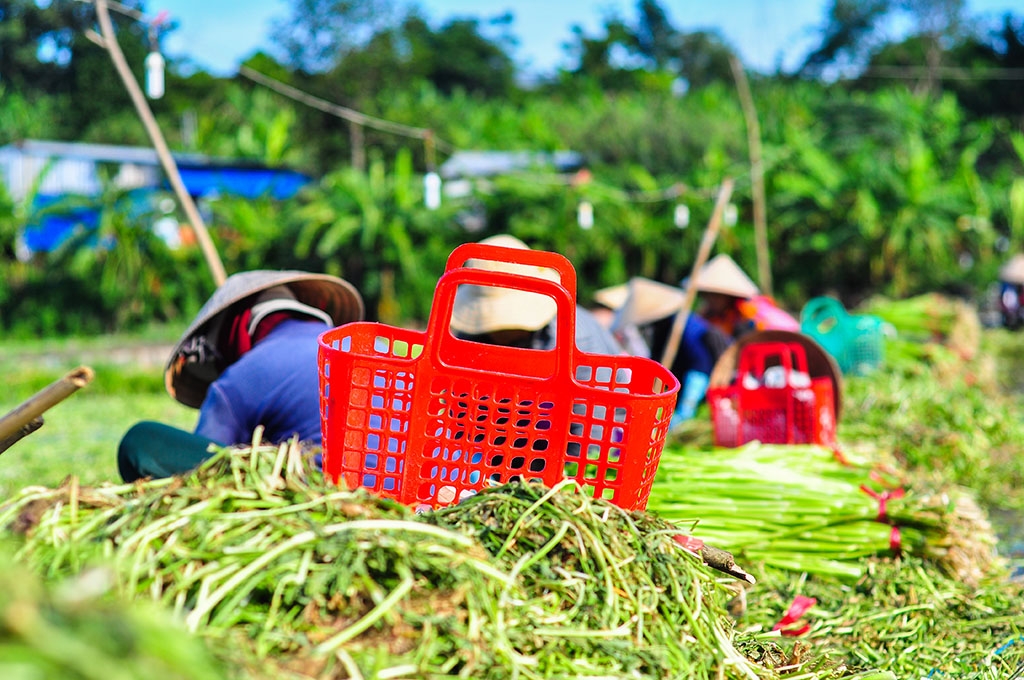 ngam minh duoi nuoc ca ngay hai rau thue muu sinh