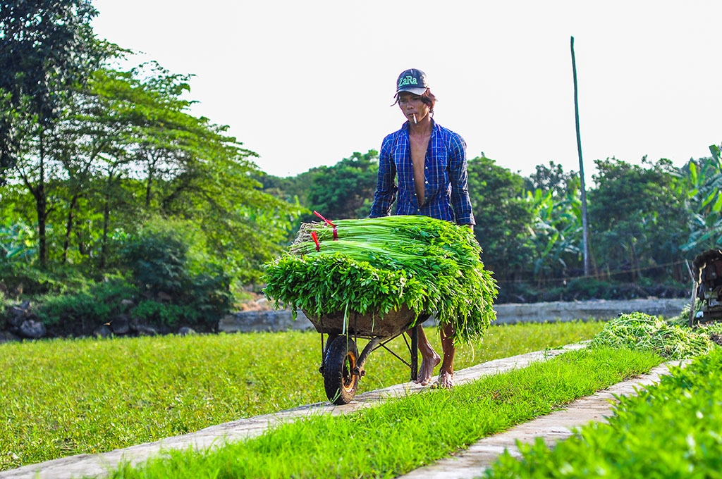 ngam minh duoi nuoc ca ngay hai rau thue muu sinh