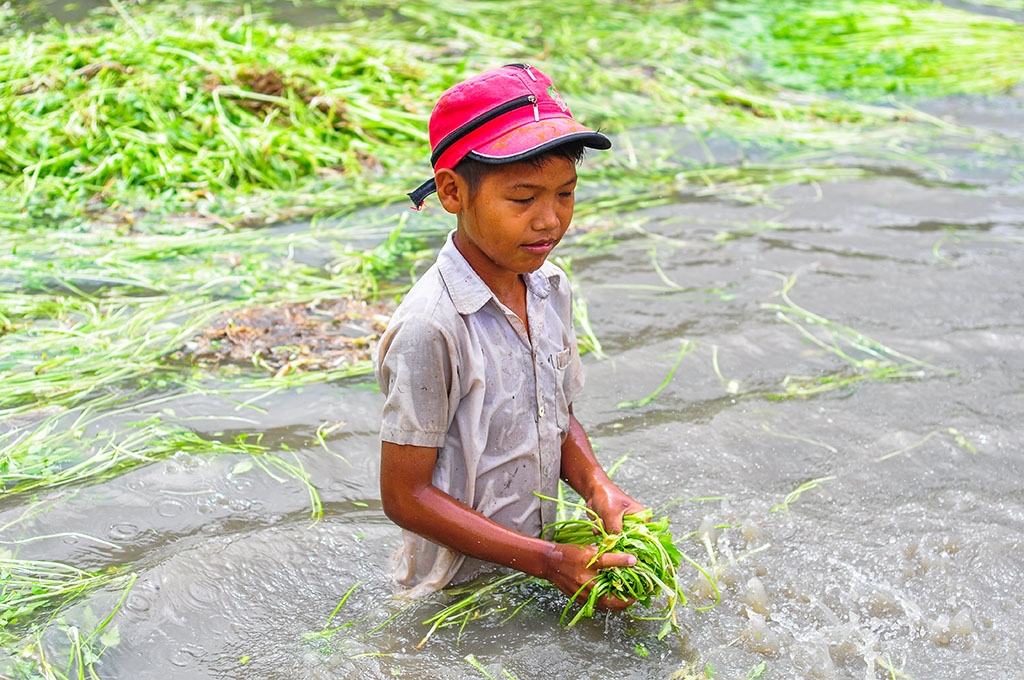 ngam minh duoi nuoc ca ngay hai rau thue muu sinh