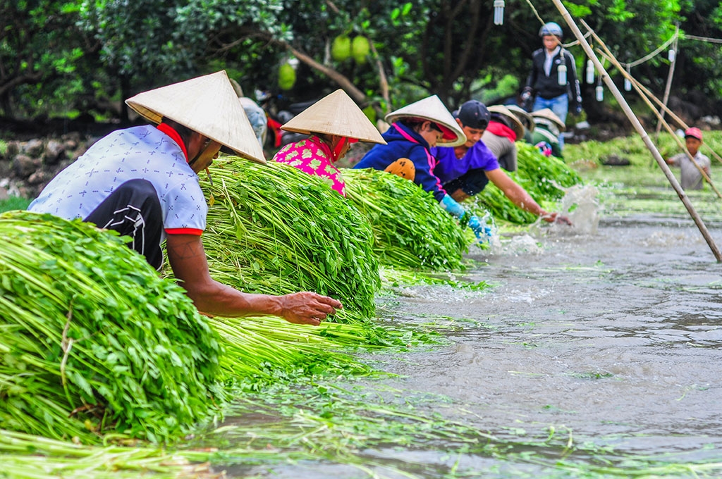 ngam minh duoi nuoc ca ngay hai rau thue muu sinh