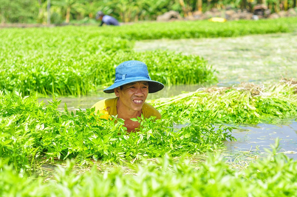 ngam minh duoi nuoc ca ngay hai rau thue muu sinh