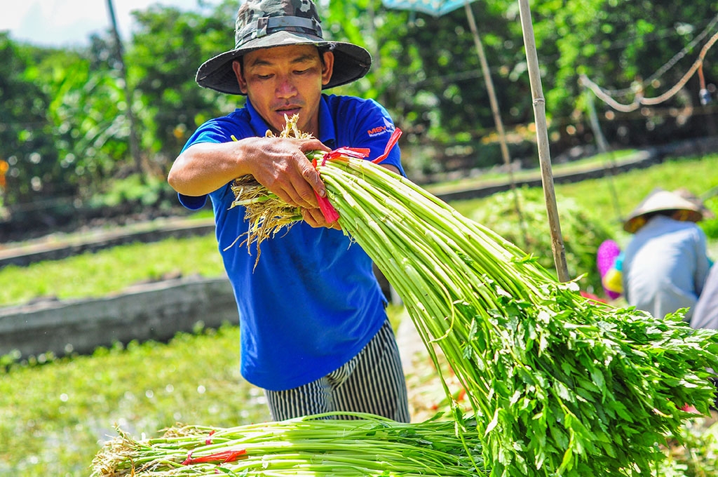 ngam minh duoi nuoc ca ngay hai rau thue muu sinh