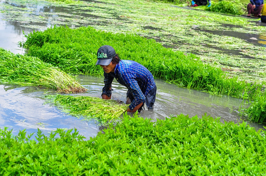 ngam minh duoi nuoc ca ngay hai rau thue muu sinh