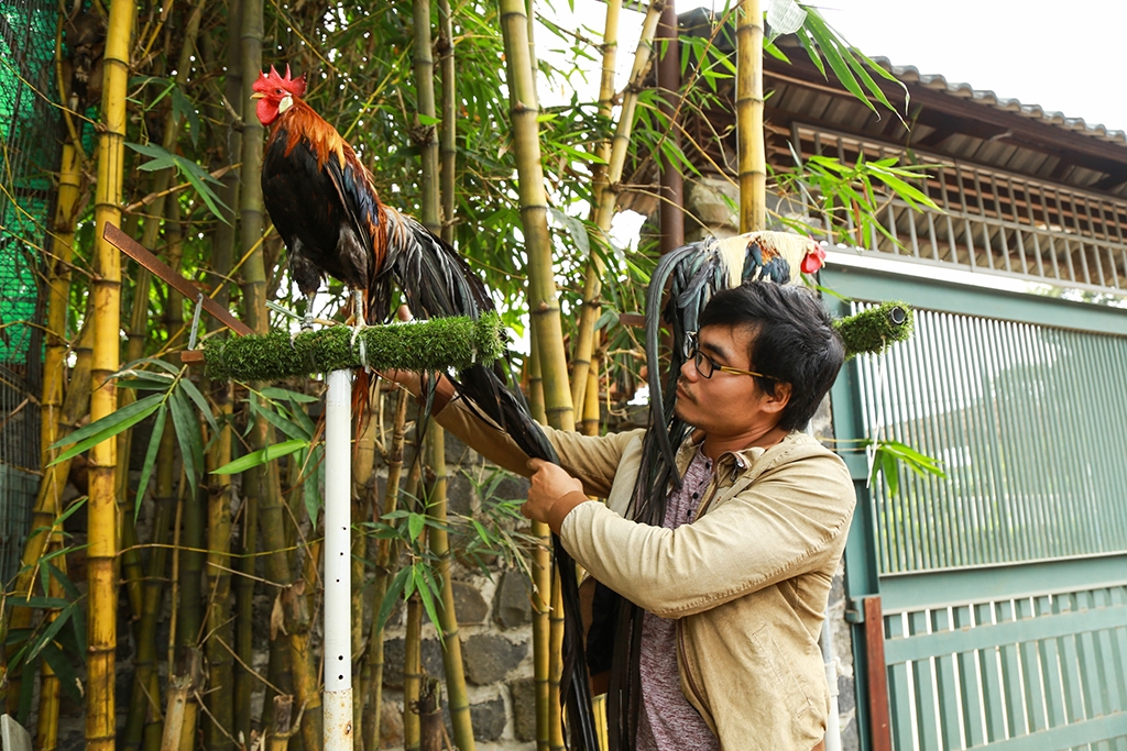 doc dao giong ga duoi sieu dai duoc nuoi tai viet nam