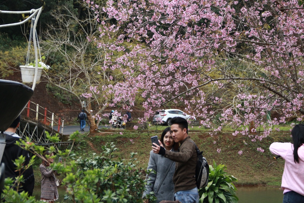 ngam hoa mai anh dao nhuom hong mot vung troi tay nguyen