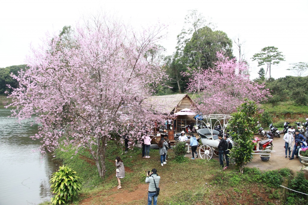ngam hoa mai anh dao nhuom hong mot vung troi tay nguyen