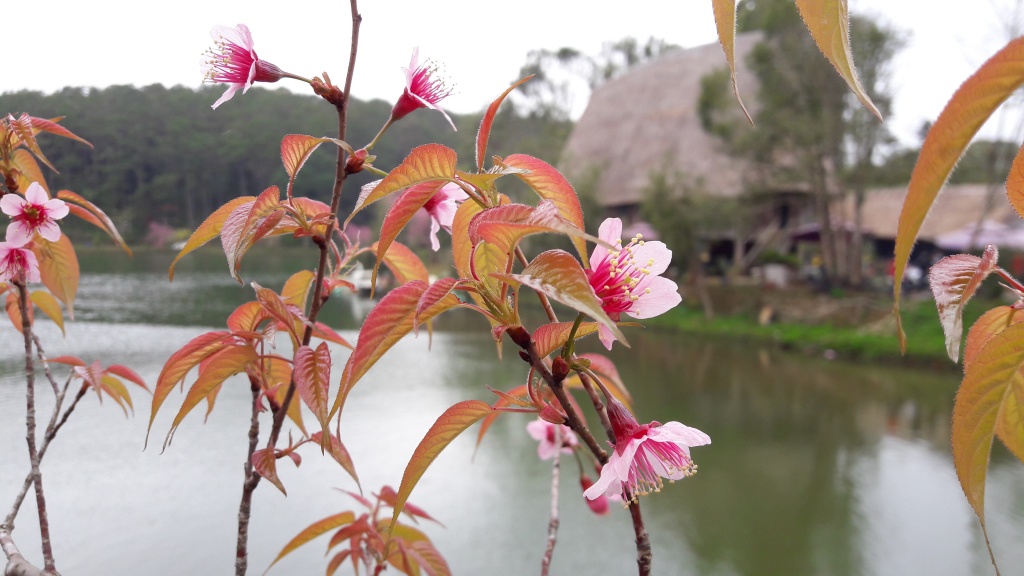 ngam hoa mai anh dao nhuom hong mot vung troi tay nguyen