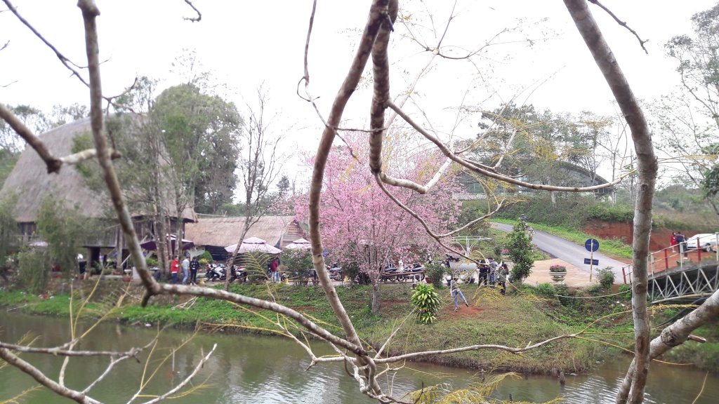 ngam hoa mai anh dao nhuom hong mot vung troi tay nguyen