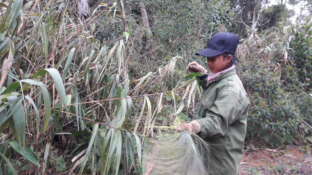 ve tay nguyen di hai loc rung