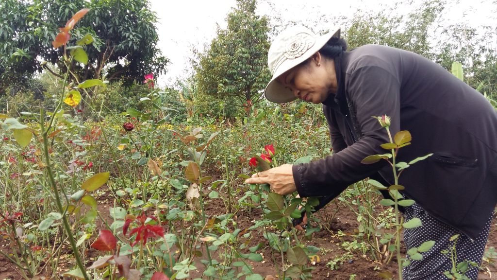 valentine gia hoa hong tang cao nha vuon van khoc